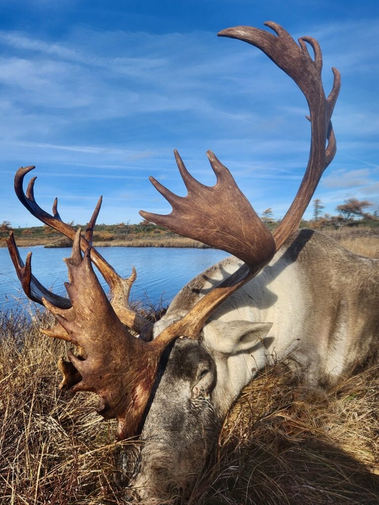 Caribou